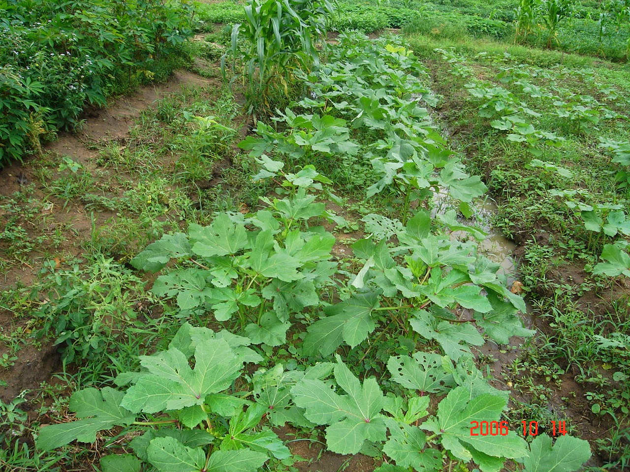 Irrigation Planner