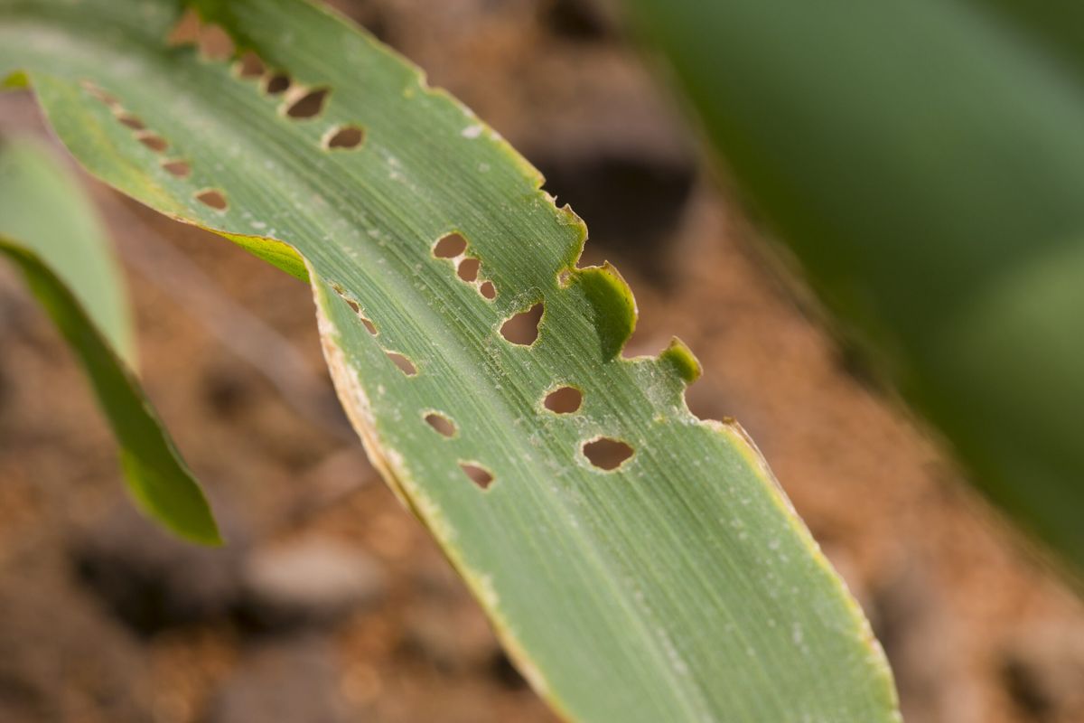 Pest & Disease Alerts